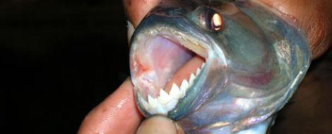Veste proasta pentru turistii din Brazilia: Pestii Piranha ataca plajele