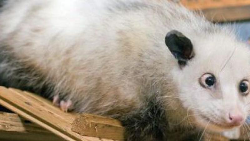 A murit Heidi, celebrul oposum sasiu
