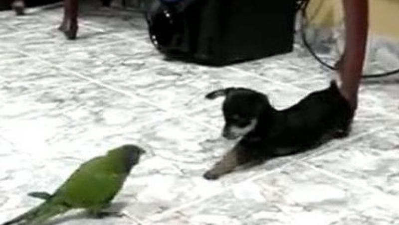 VIDEO! Vezi lupta dintre un papagal si un caine!