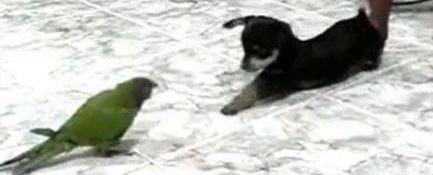 VIDEO! Vezi lupta dintre un papagal si un caine!