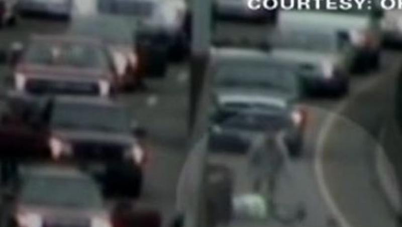 VIDEO! O catelusa a oprit toate masinile pe o autostrada din SUA