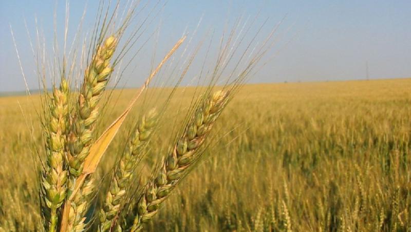 Efectul secetei: Legume da, cereale ba