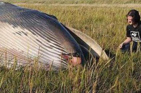 FOTO! Marea Britanie: Balena esuata pe un camp