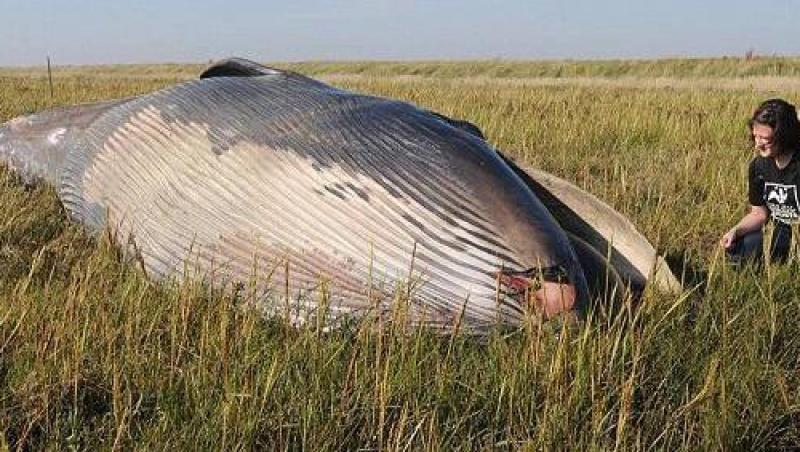 FOTO! Marea Britanie: Balena esuata pe un camp