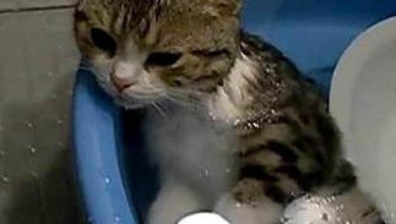 VIDEO! Vezi pisica ce adora sa stea in apa!