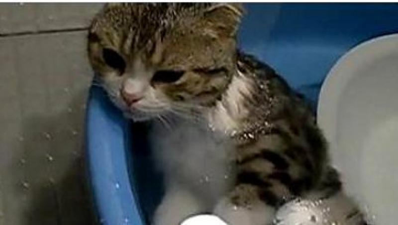 VIDEO! Vezi pisica ce adora sa stea in apa!