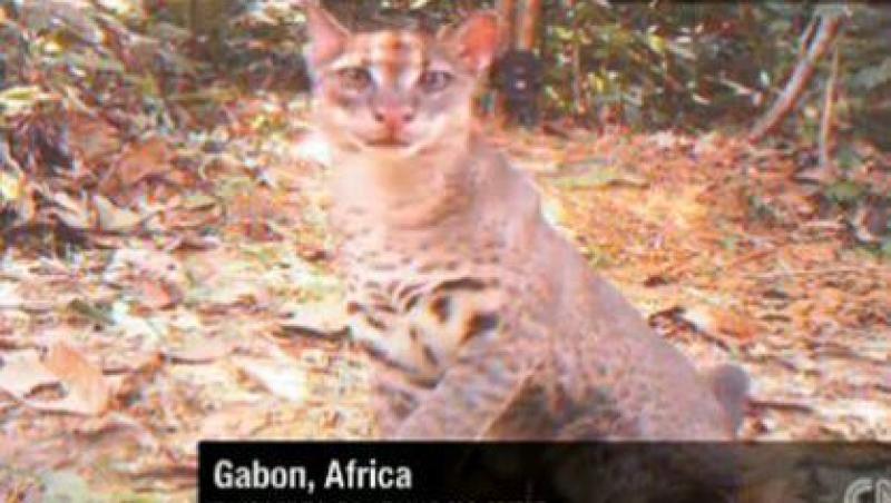 FOTO! Vezi imagini rare cu pisica africana aurie!