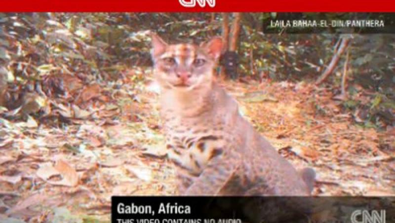 FOTO! Vezi imagini rare cu pisica africana aurie!
