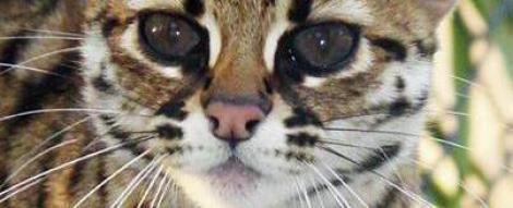 Cele mai frumoase pisici din lume vor fi expuse la Bucuresti