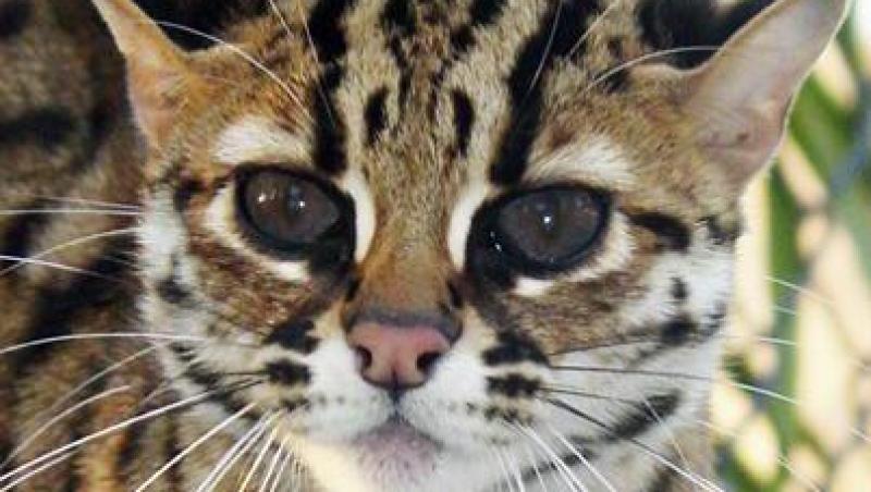 Cele mai frumoase pisici din lume vor fi expuse la Bucuresti