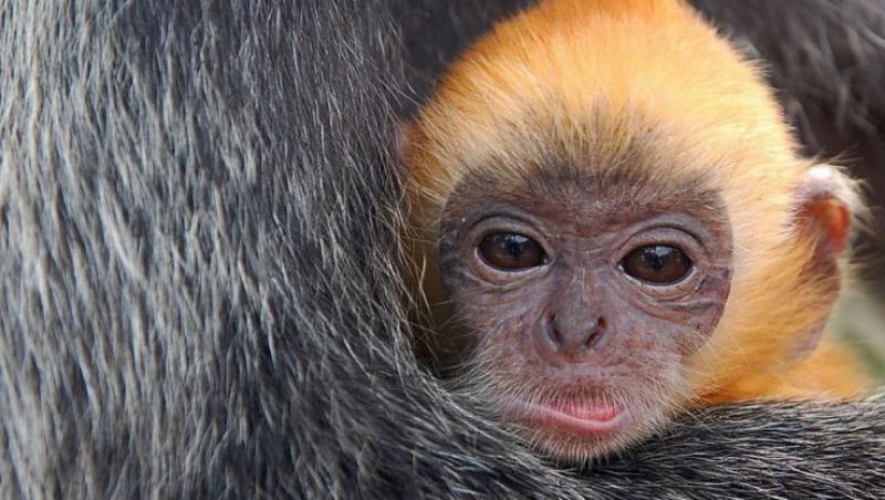 VIDEO! Funny: Maimuta portocalie, atractia unei gradini zoologice
