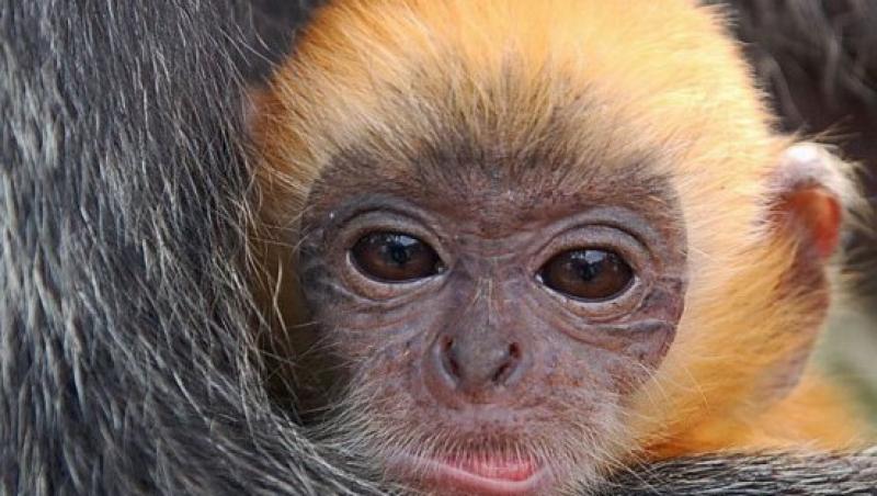 VIDEO! Funny: Maimuta portocalie, atractia unei gradini zoologice