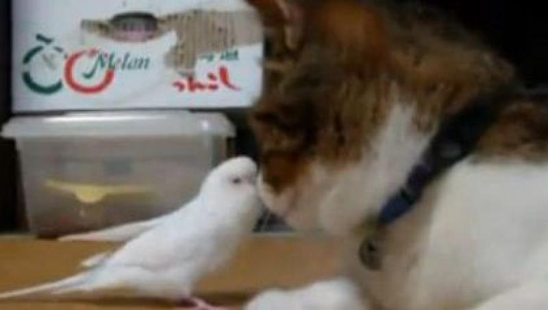 VIDEO! Vezi cum se joaca un papagal cu o pisica!