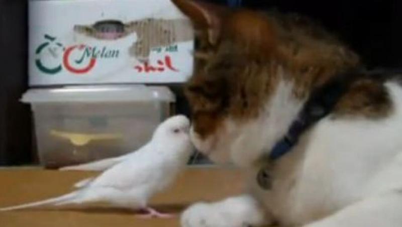 VIDEO! Vezi cum se joaca un papagal cu o pisica!