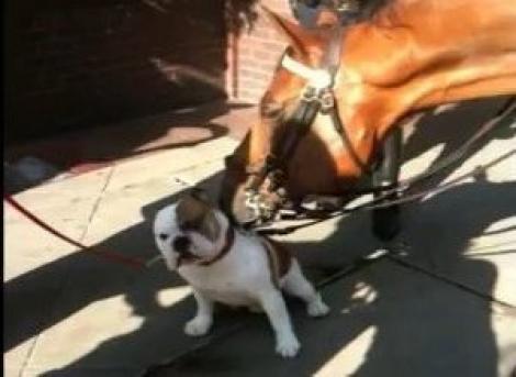 VIDEO! Un cal al politiei newyorkeze, topit dupa un bulldog
