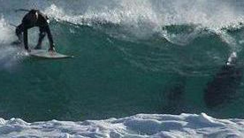 Panica pe coasta Australiei: Un surfer a fost sfasiat in doua de un rechin