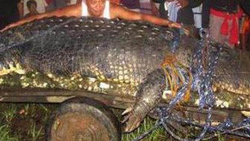VIDEO! &  FOTO! Crocodil gigant, capturat viu in Filipine
