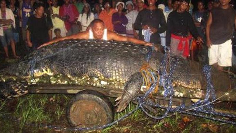 VIDEO! &  FOTO! Crocodil gigant, capturat viu in Filipine