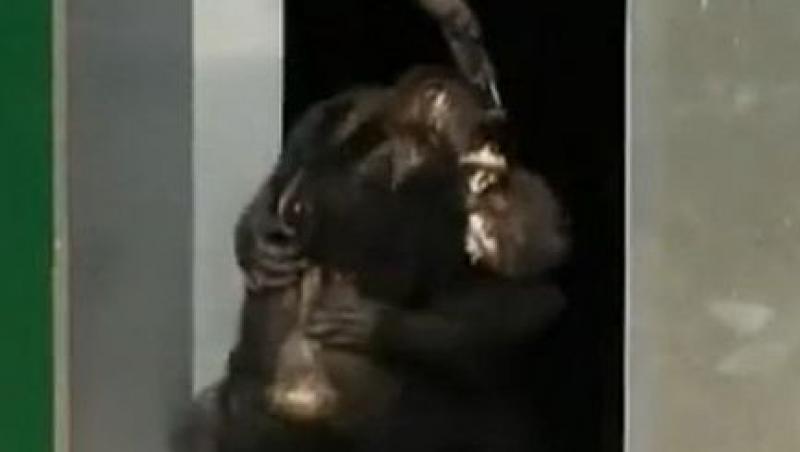VIDEO! Austria: Cimpanzei eliberati dupa 30 de ani