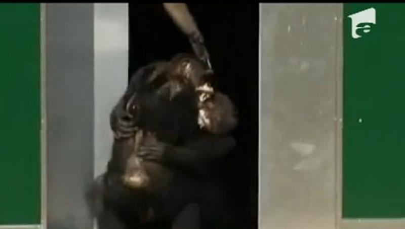 VIDEO! Austria: Cimpanzei eliberati dupa 30 de ani
