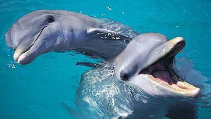 Delfinii se cheama intre ei pe nume!