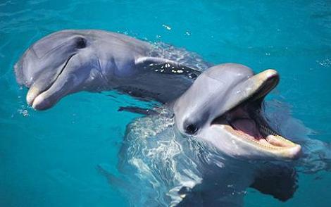 Delfinii se cheama intre ei pe nume!