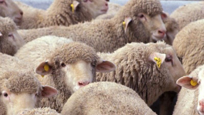 Afacerile cu lana, in continua ascensiune pe piata europeana