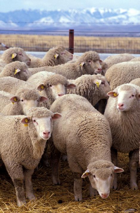 Afacerile cu lana, in continua ascensiune pe piata europeana