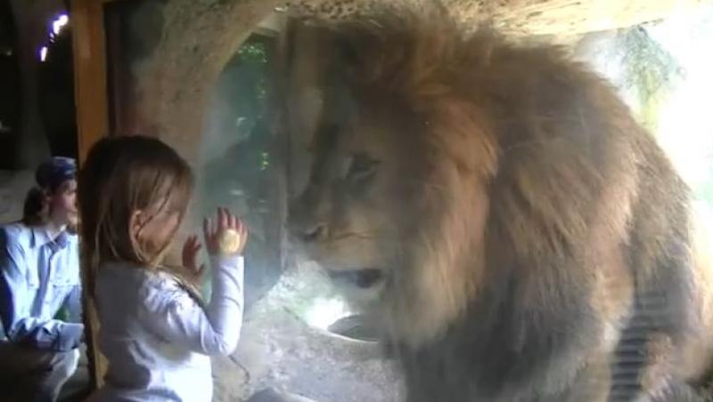 VIDEO! Curajul unei fetite in fata unui leu fioros