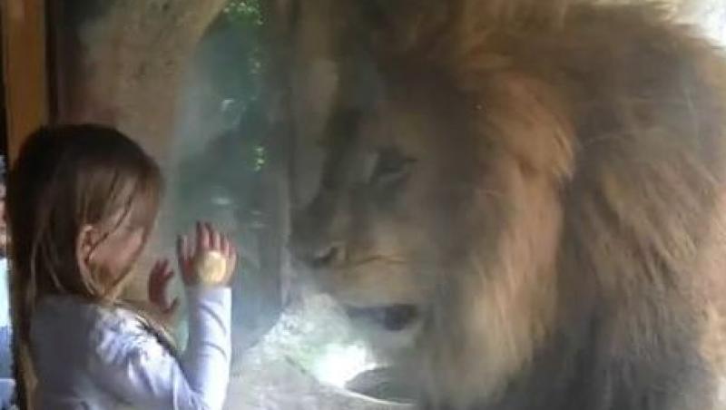 VIDEO! Curajul unei fetite in fata unui leu fioros