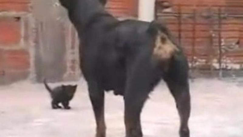 VIDEO! Vezi duelul dintre o pisicuta si un Rottweiler