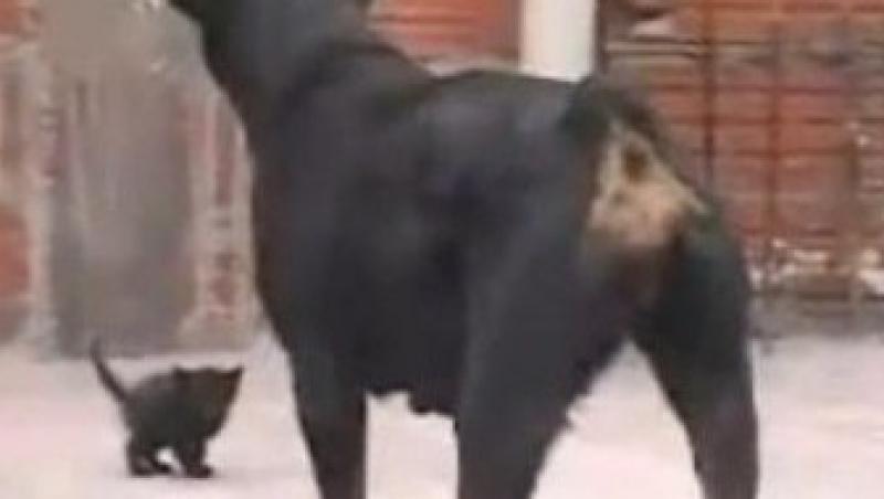 VIDEO! Vezi duelul dintre o pisicuta si un Rottweiler