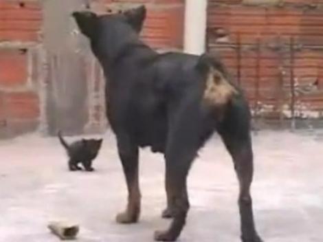 VIDEO! Vezi duelul dintre o pisicuta si un Rottweiler