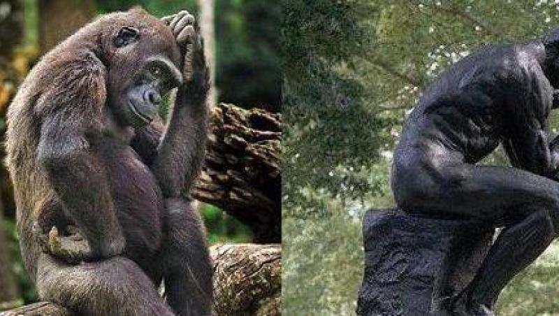 Ea este gorila care imita sculptura lui Auguste Rodin, 