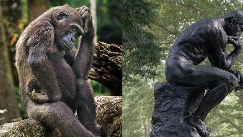 Ea este gorila care imita sculptura lui Auguste Rodin, 