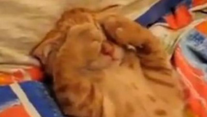 VIDEO! Vezi o pisicuta tare somnoroasa!