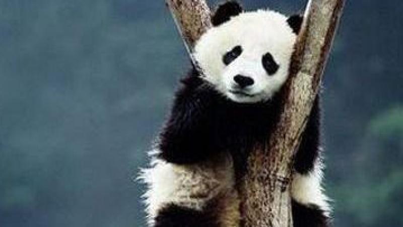 FOTO! Cei mai draguti ursuleti panda din lume