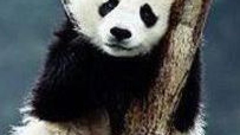 FOTO! Cei mai draguti ursuleti panda din lume