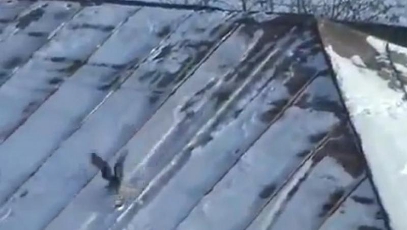 VIDEO! O cioara face snowboard pe acoperis