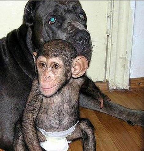 FOTO! Pui de cimpanzeu abandonat, crescut de un caine!