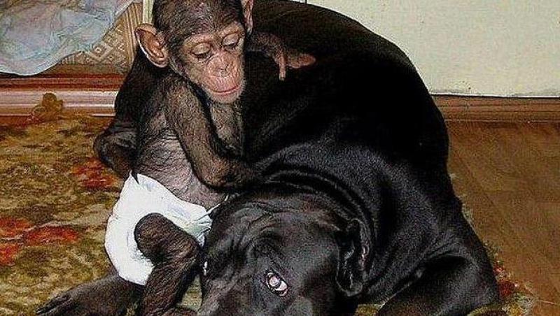 FOTO! Pui de cimpanzeu abandonat, crescut de un caine!