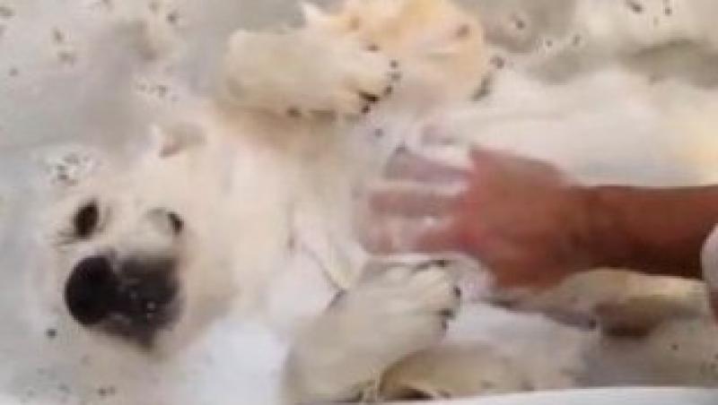 VIDEO! Un caine adora sa faca baie