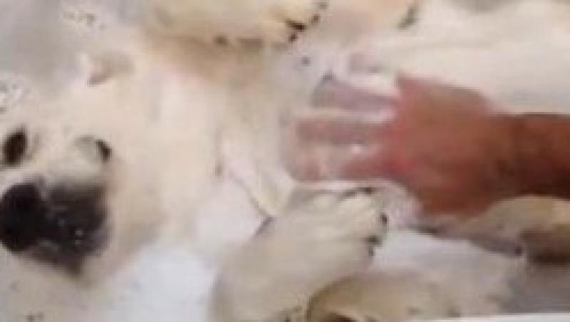 VIDEO! Un caine adora sa faca baie