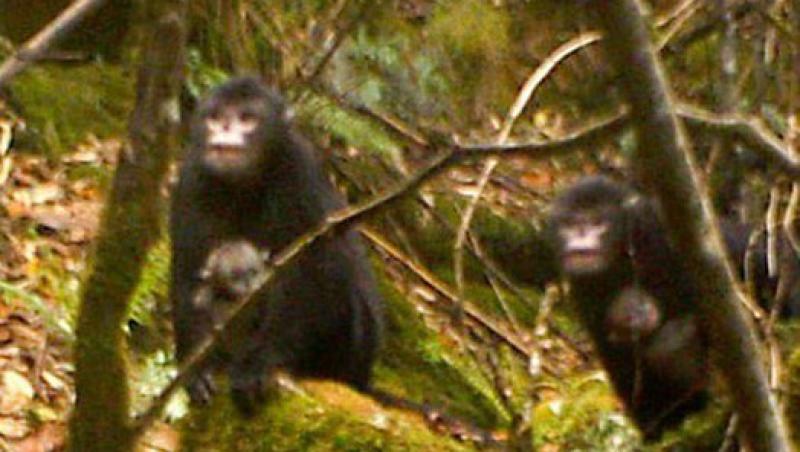 FOTO! Primele poze ale unei maimute cu Nasul Carn