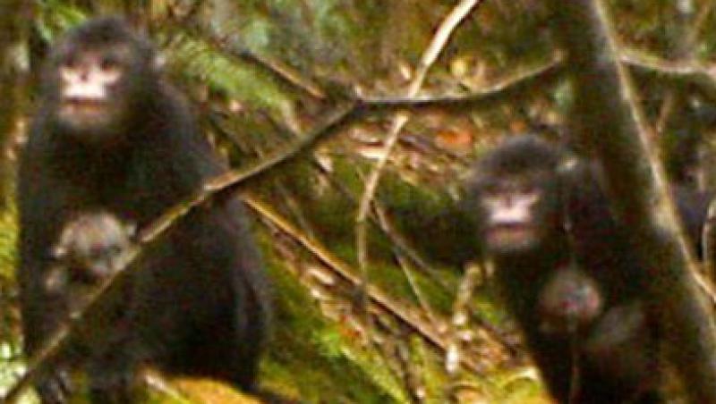 FOTO! Primele poze ale unei maimute cu Nasul Carn