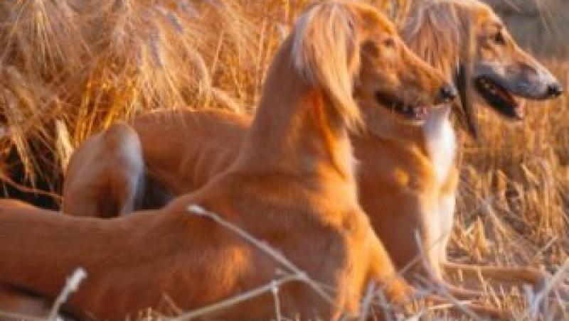 FOTO! Cele mai scumpe rase de caini din lume