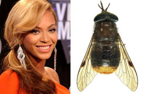 VIDEO! Beyonce, o noua specie de musca!