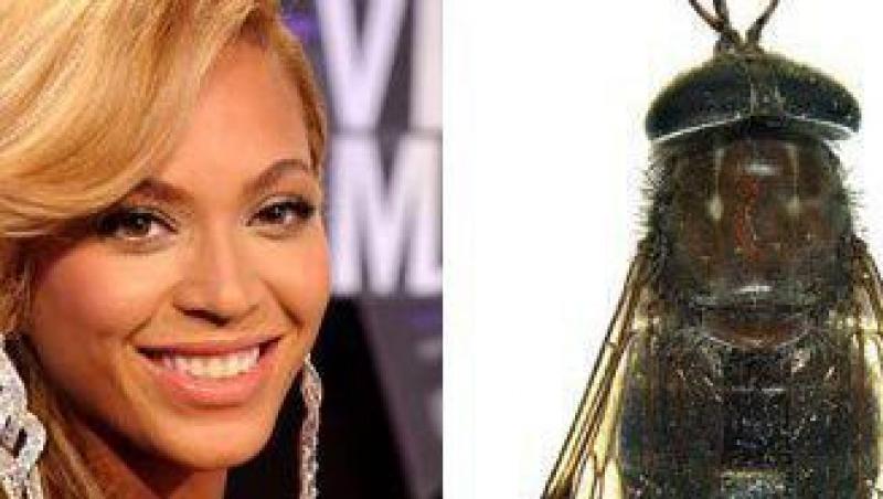 VIDEO! Beyonce, o noua specie de musca!