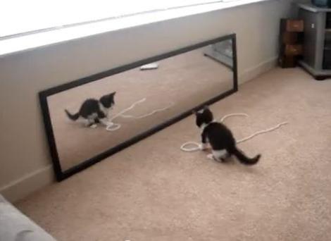 VIDEO! Pisica si oglinda - prieteni sau dusmani?