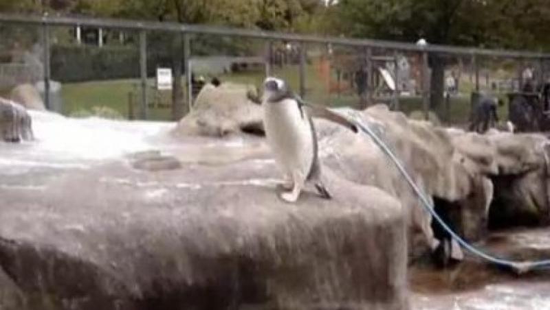 VIDEO FUNNY! Un pinguin in dilema